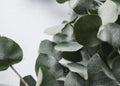 Organic Eucalyptus Essential Oil – 100% Pure Respiratory & Clarity Blend