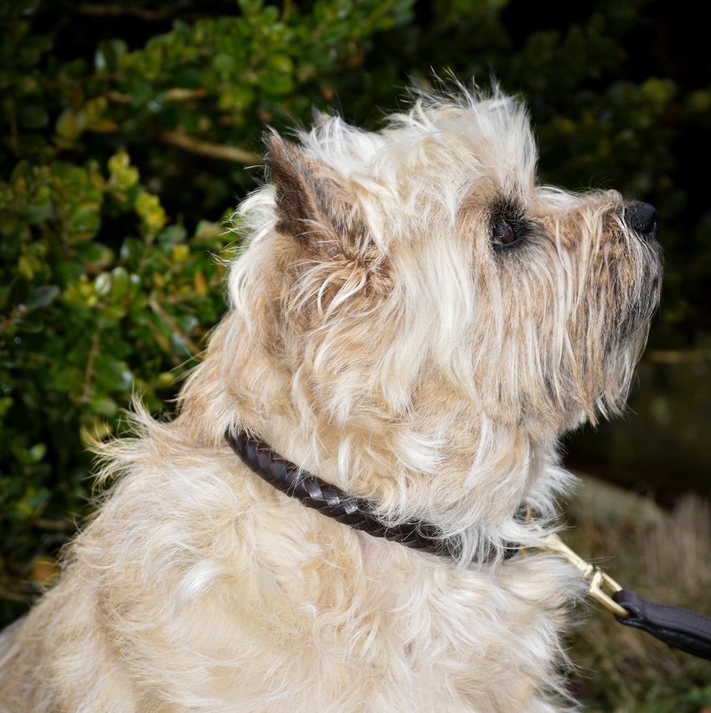 Premium dog collar in rounded natural tanned leather