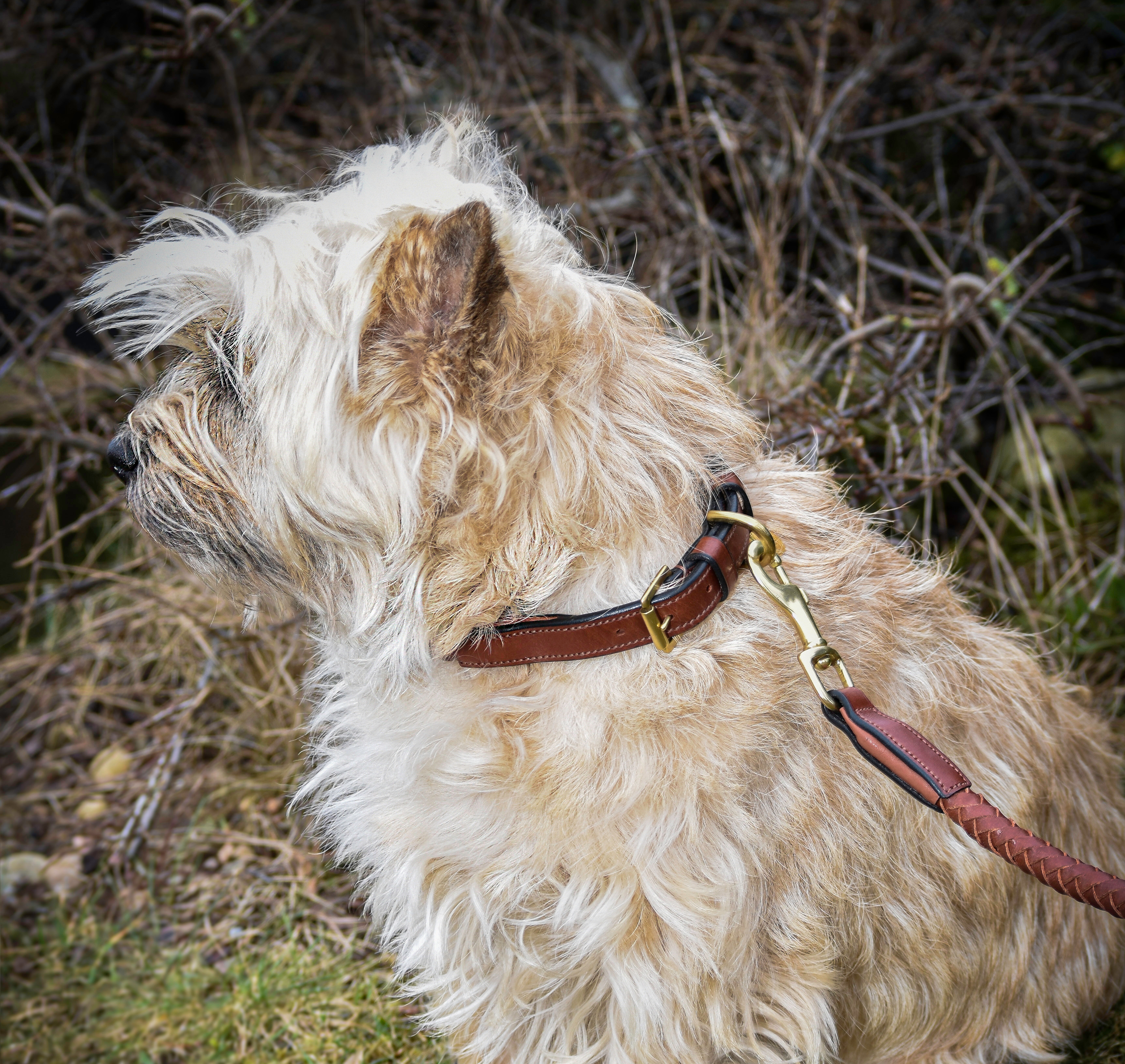 Premium dog collar in rounded natural tanned leather